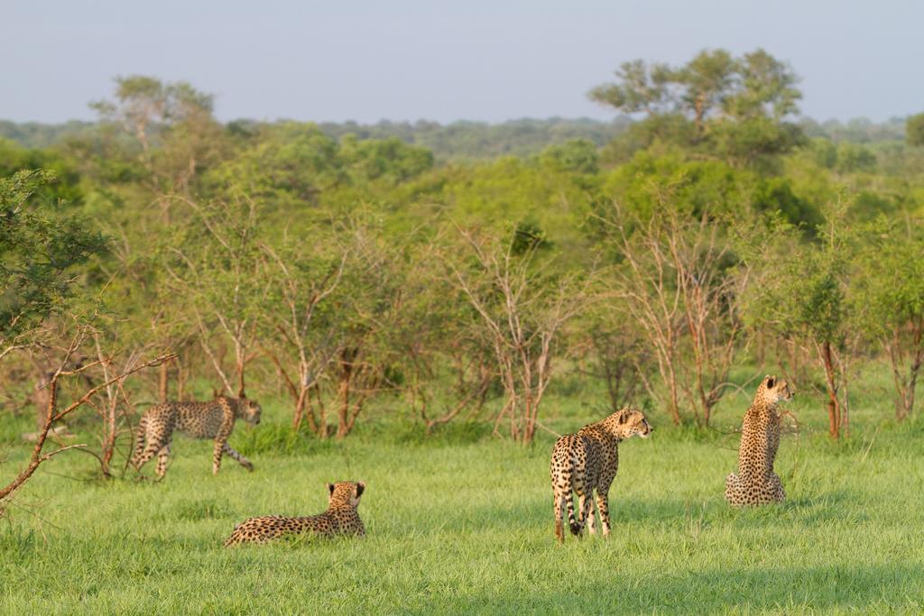 Ndzhaka Tented Camp Luxe tent